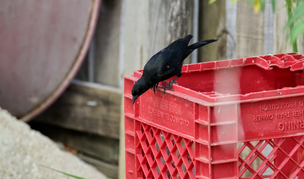 Yellow-shouldered Blackbird - ML23102221