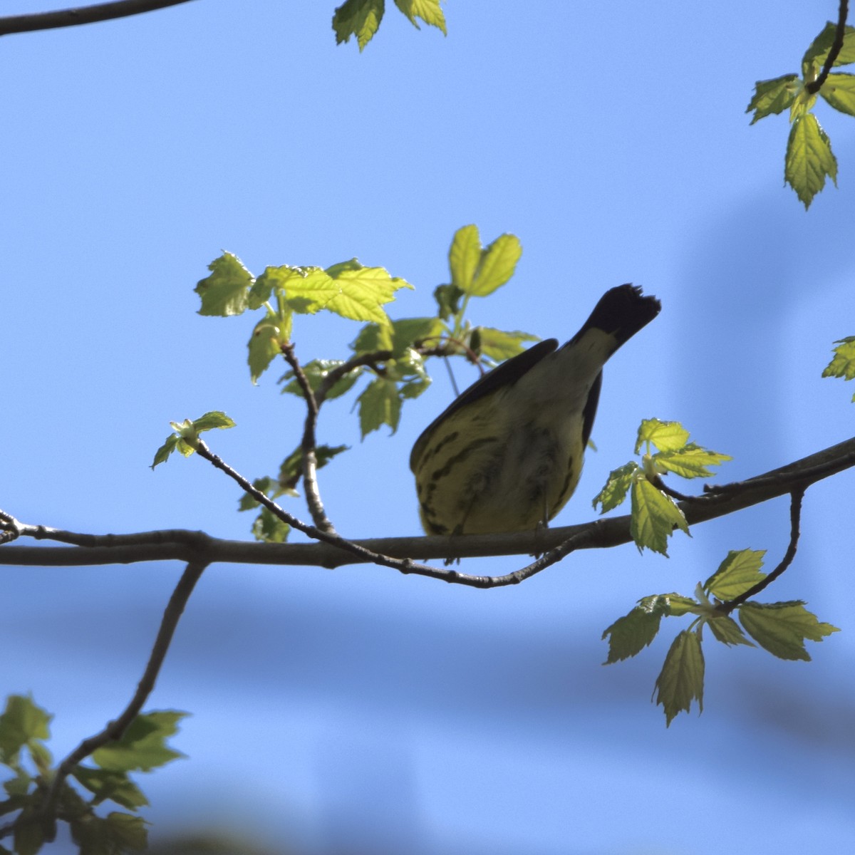 Magnolia Warbler - ML231022631