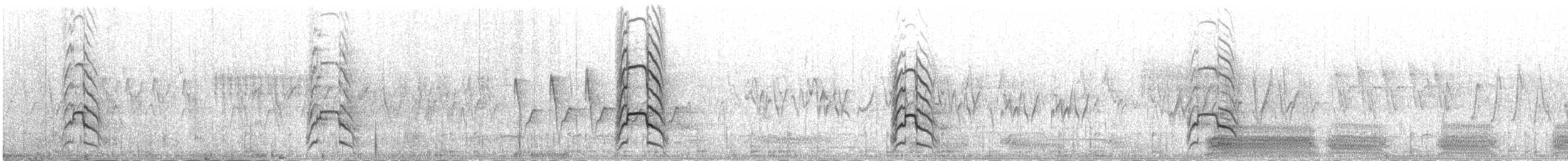 racek bouřní (ssp. heinei) - ML231024