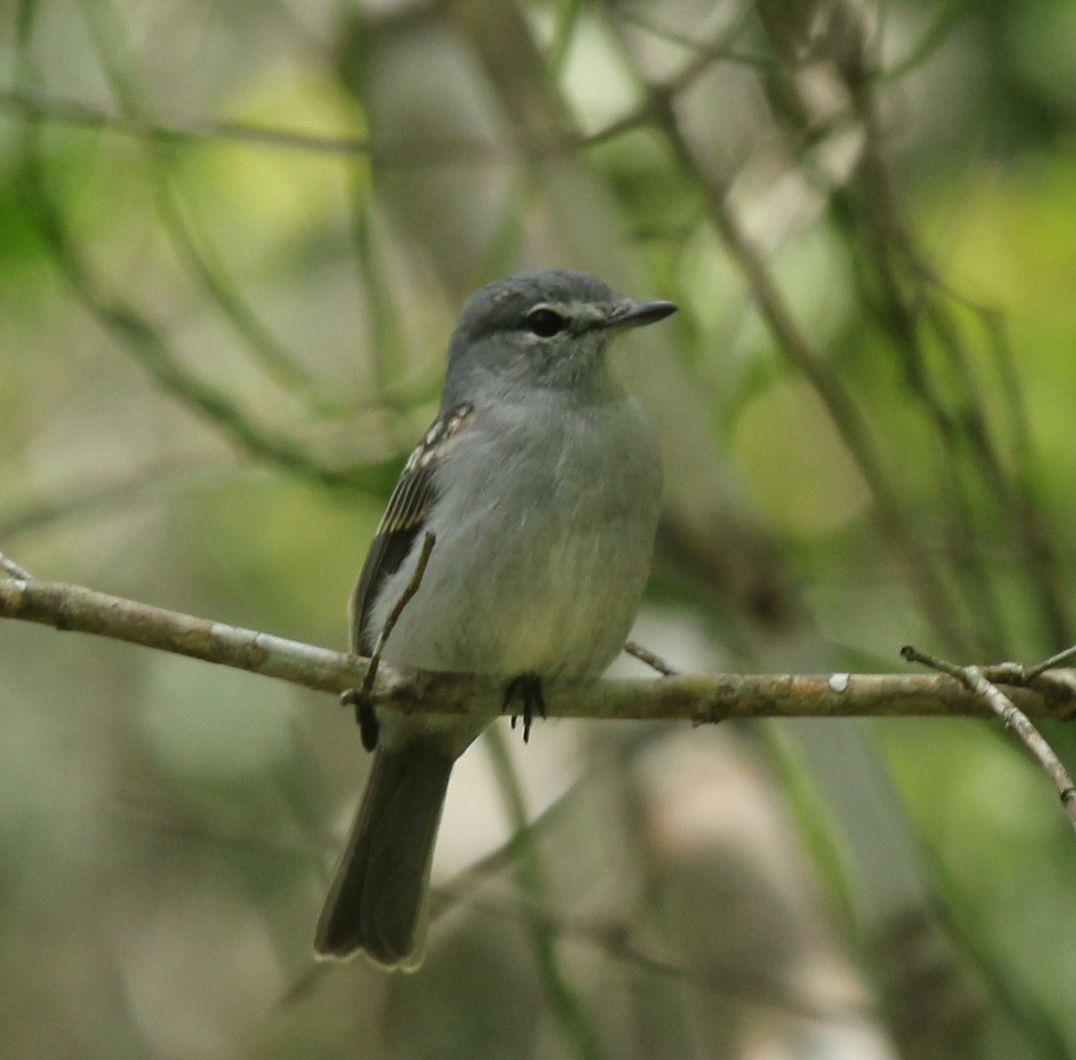 Braunkopf-Tropfenvogel - ML231025181