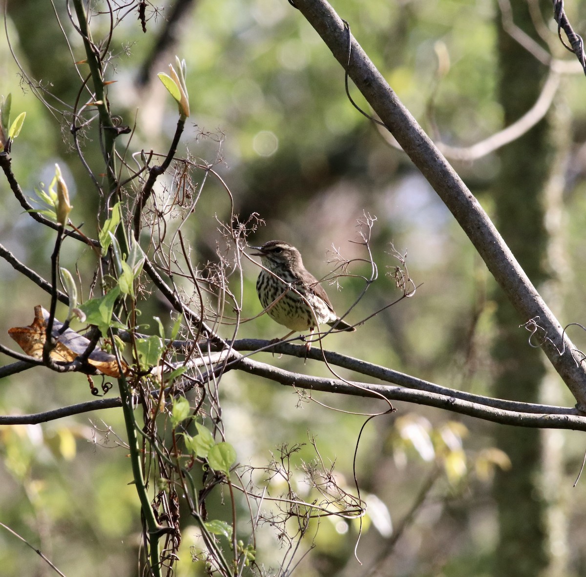 Northern Waterthrush - ML231025731