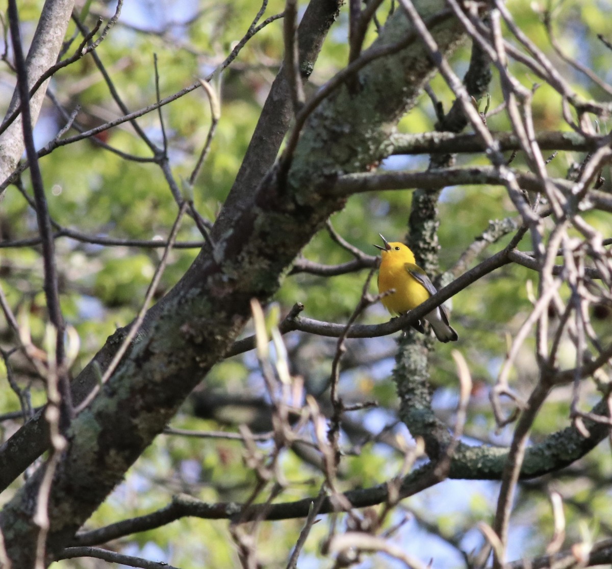 Prothonotary Warbler - ML231025901