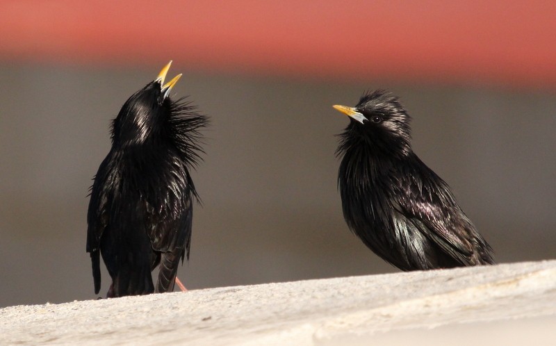 Spotless Starling - ML231026541