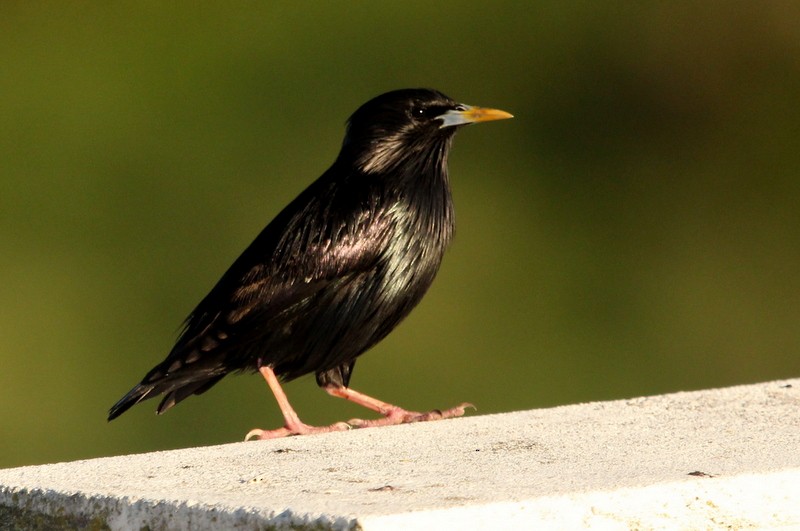 Spotless Starling - ML231026591