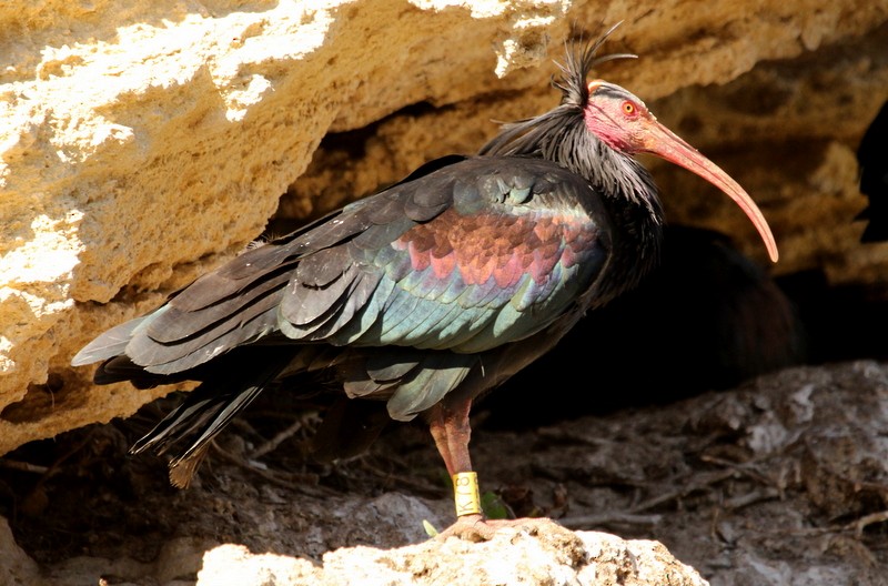 skallet ibis - ML231027051