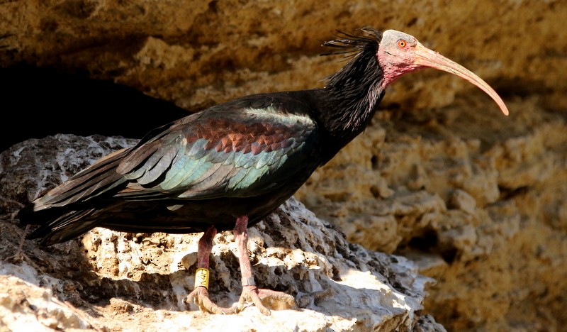 skallet ibis - ML231027081