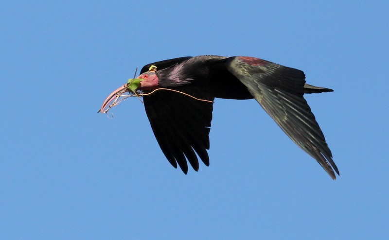 Northern Bald Ibis - ML231027091