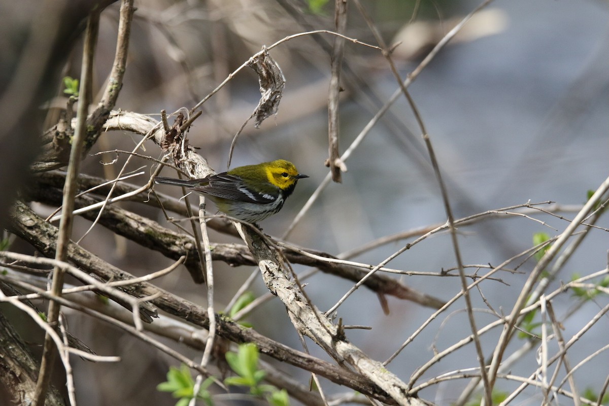 Black-throated Green Warbler - ML231027621