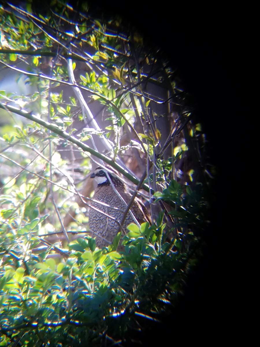 Northern Bobwhite - Aaron Bourque