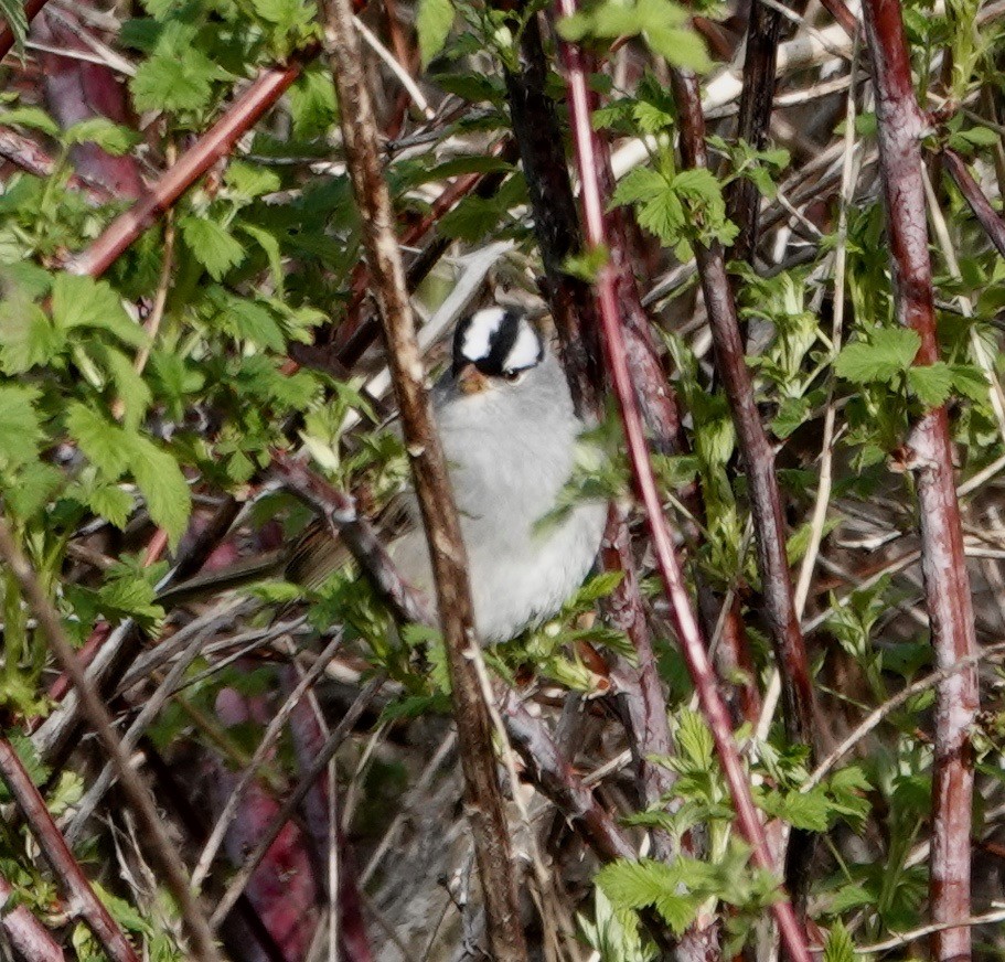 White-crowned Sparrow - ML231028821