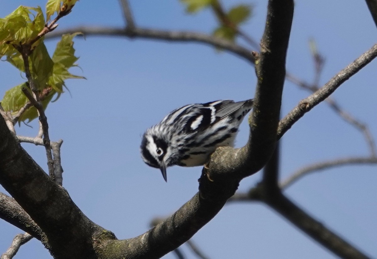 Black-and-white Warbler - ML231028871