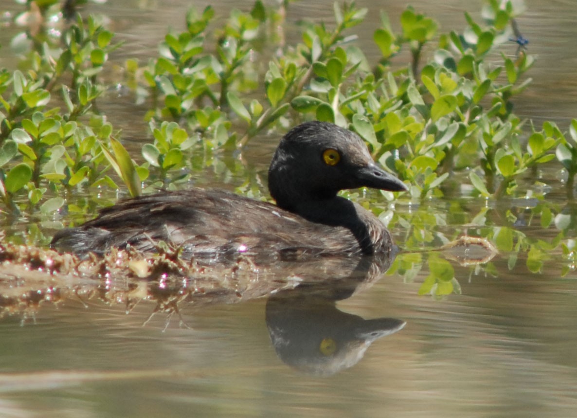Least Grebe - ML23102921