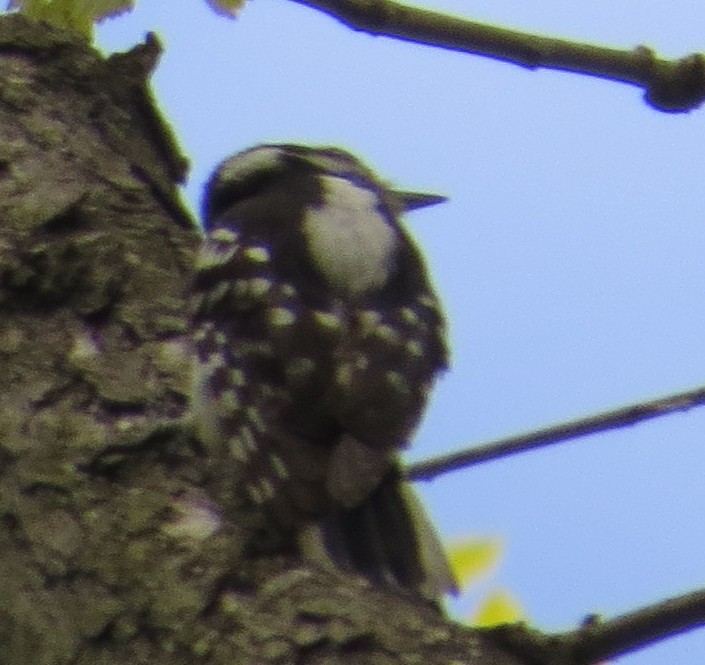 Downy Woodpecker (Eastern) - ML231029431