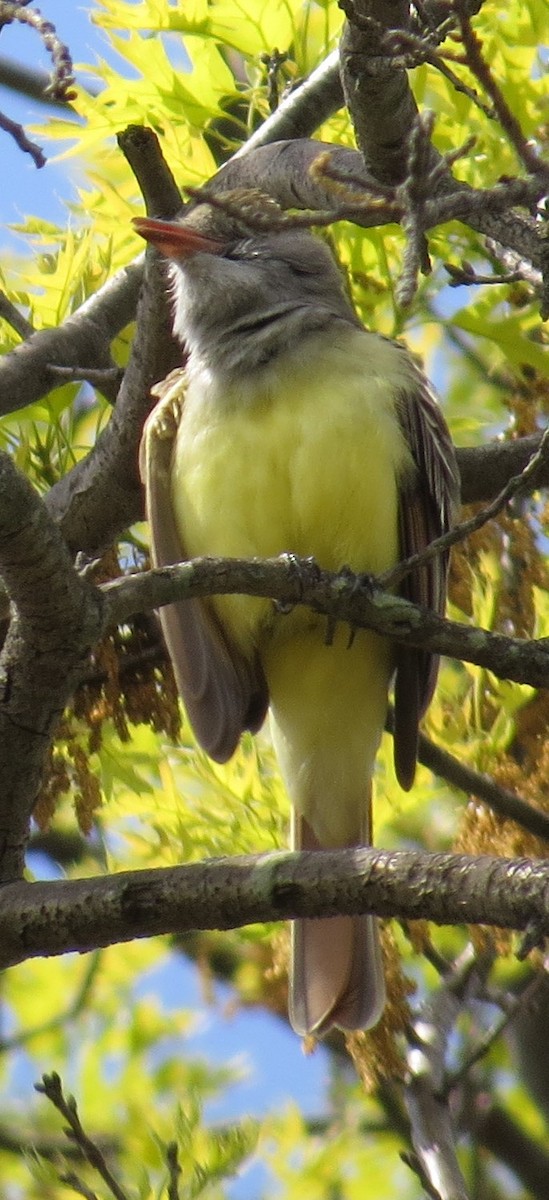 Great Crested Flycatcher - ML231029621