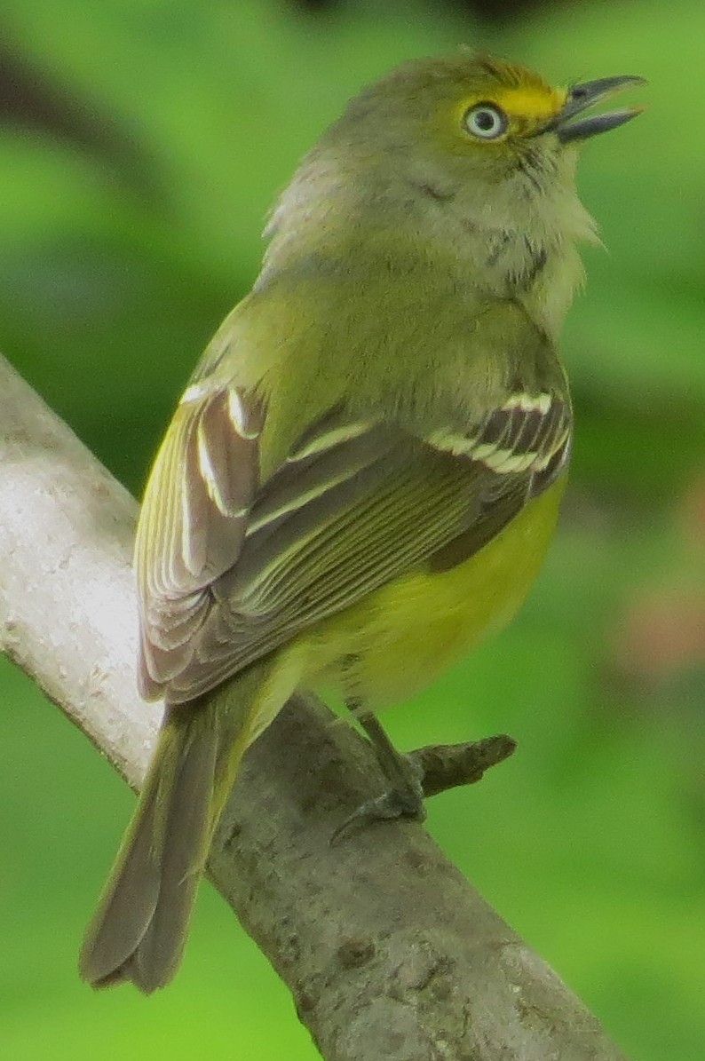 White-eyed Vireo - ML231029951