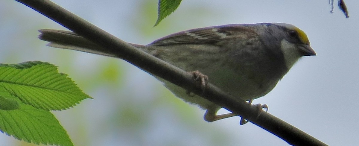 White-throated Sparrow - mark hinton