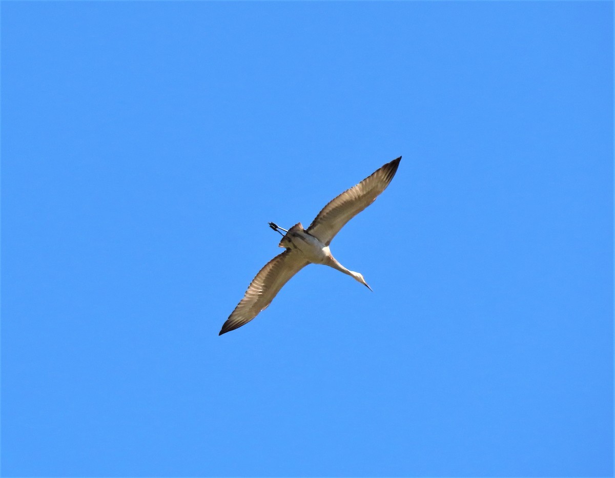 Sandhill Crane - ML231030531