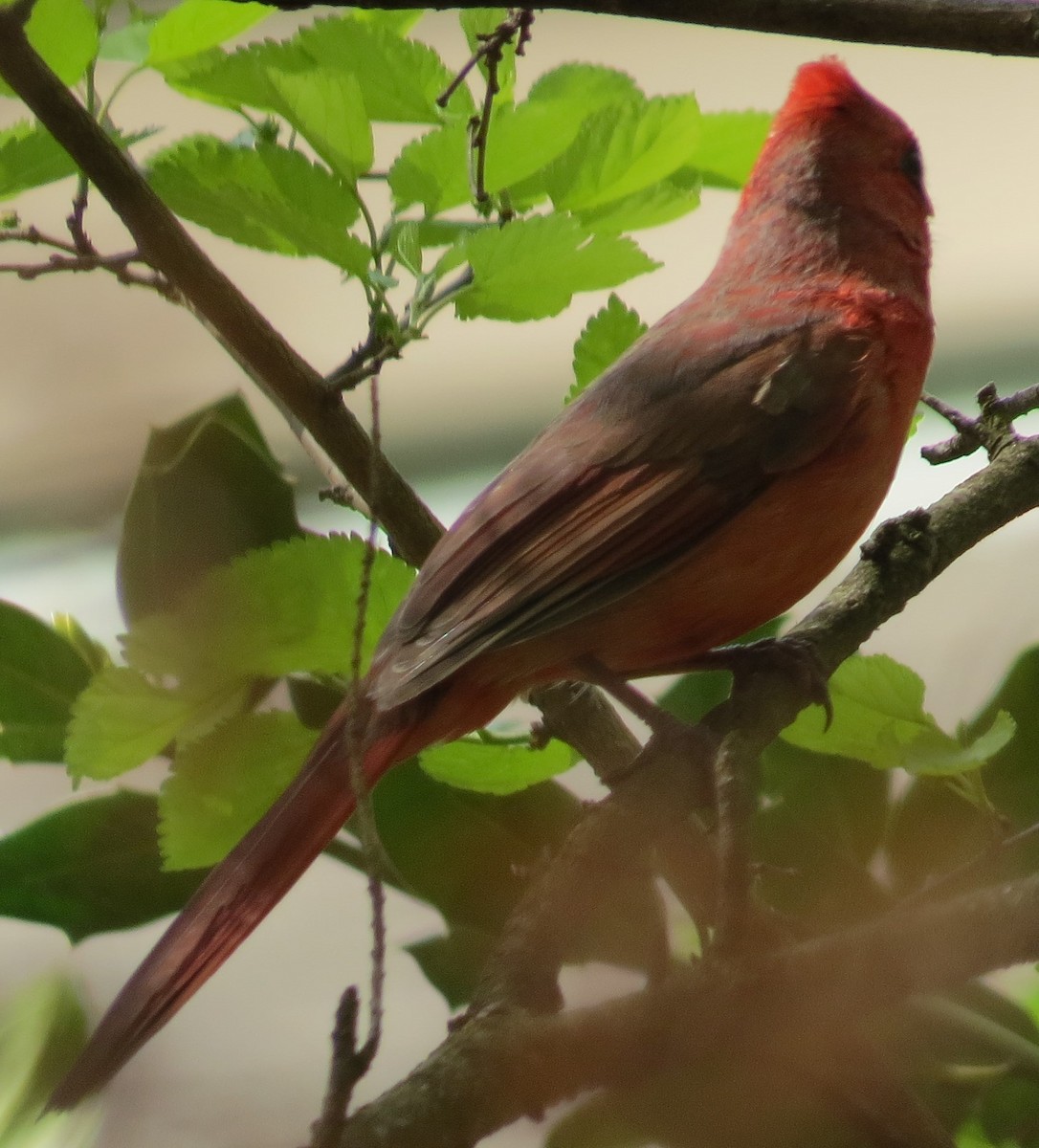 Northern Cardinal - mark hinton