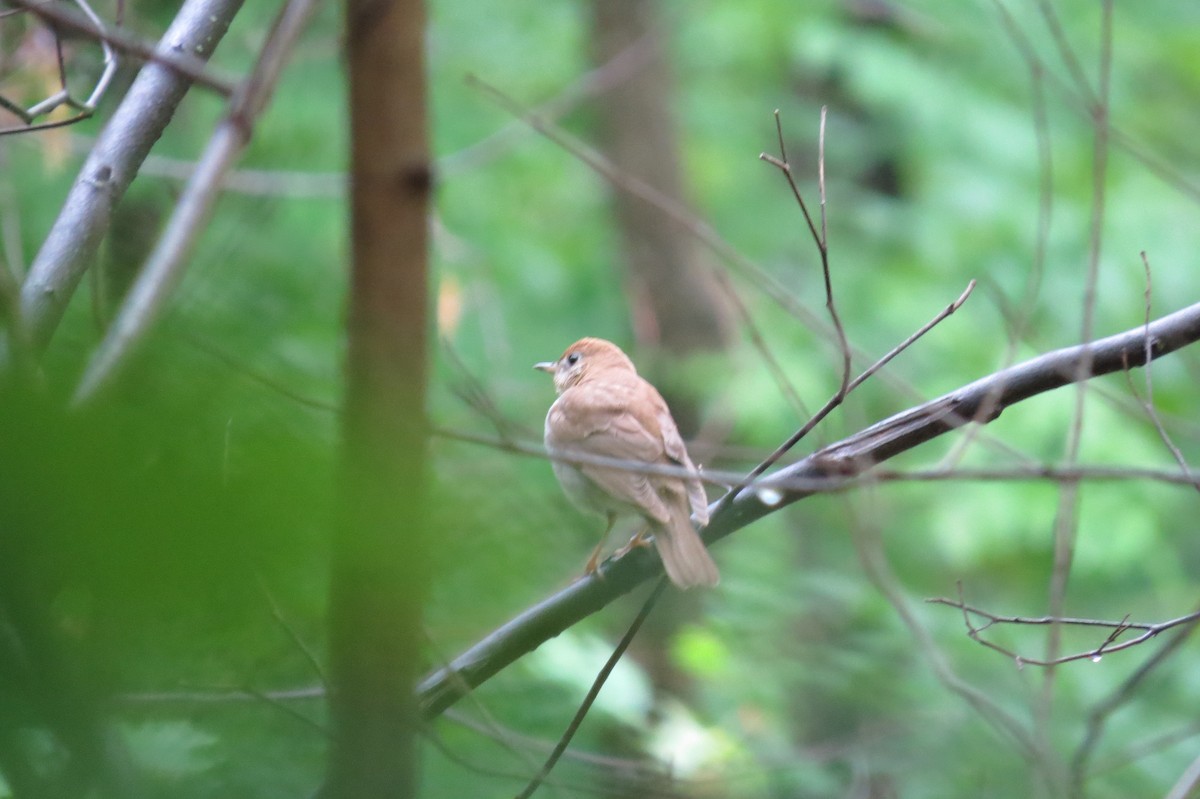 Veery - ML231037051