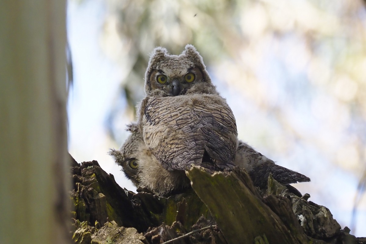 Great Horned Owl - ML231038631
