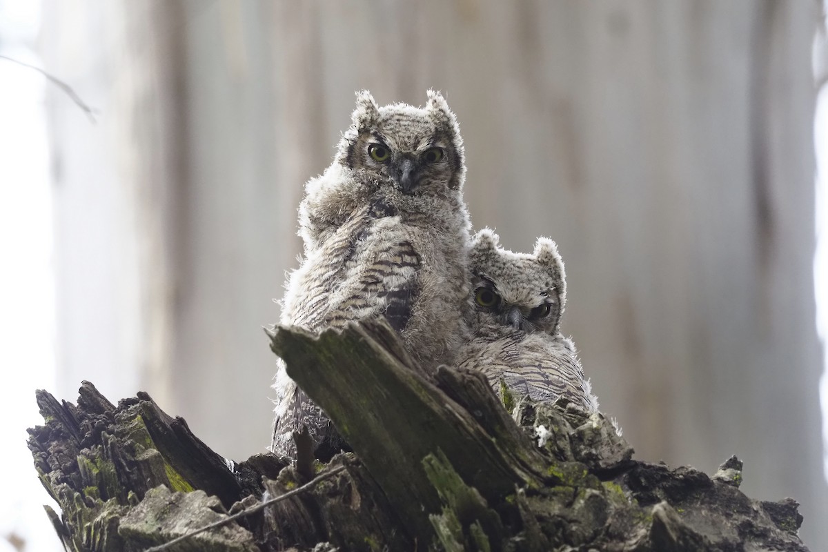 Great Horned Owl - ML231038641
