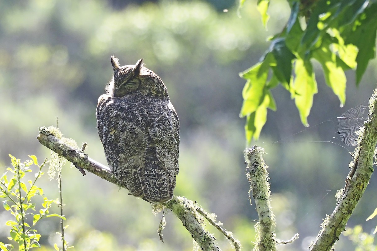 Great Horned Owl - ML231038661