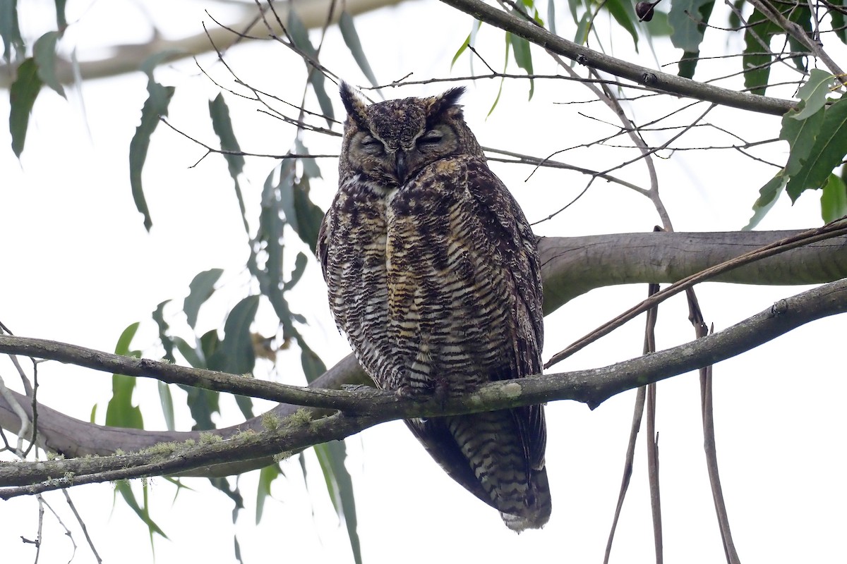 Great Horned Owl - ML231038681