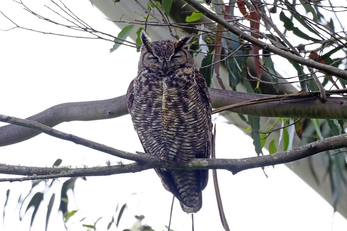 Great Horned Owl - ML231038711