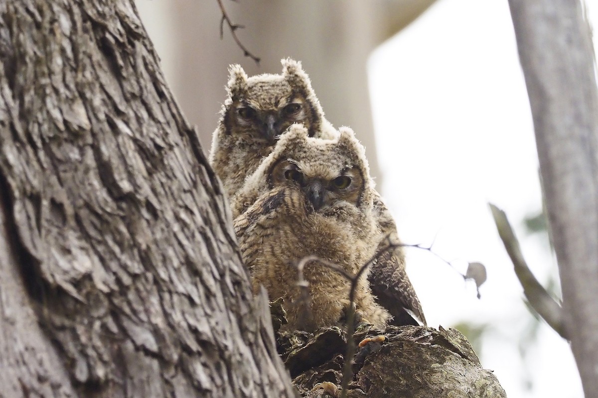 Great Horned Owl - ML231038801