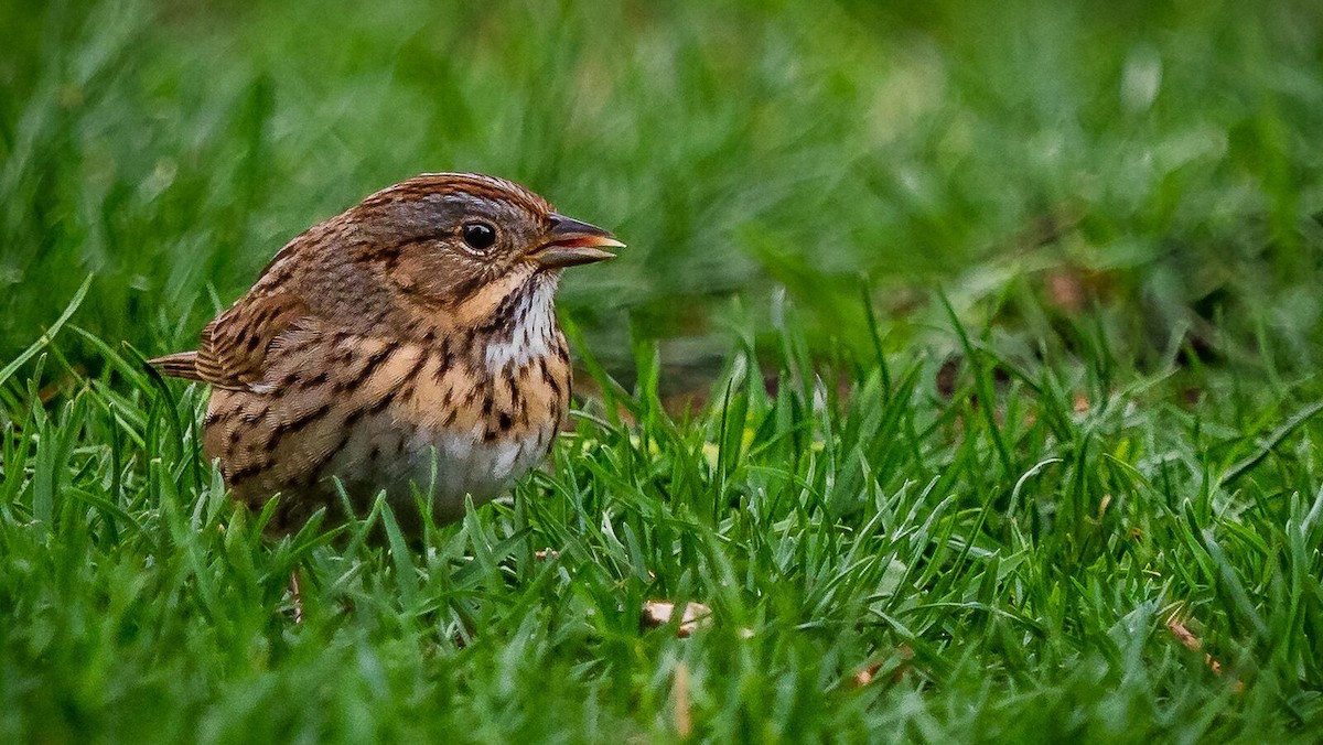 Lincoln's Sparrow - ML231038891