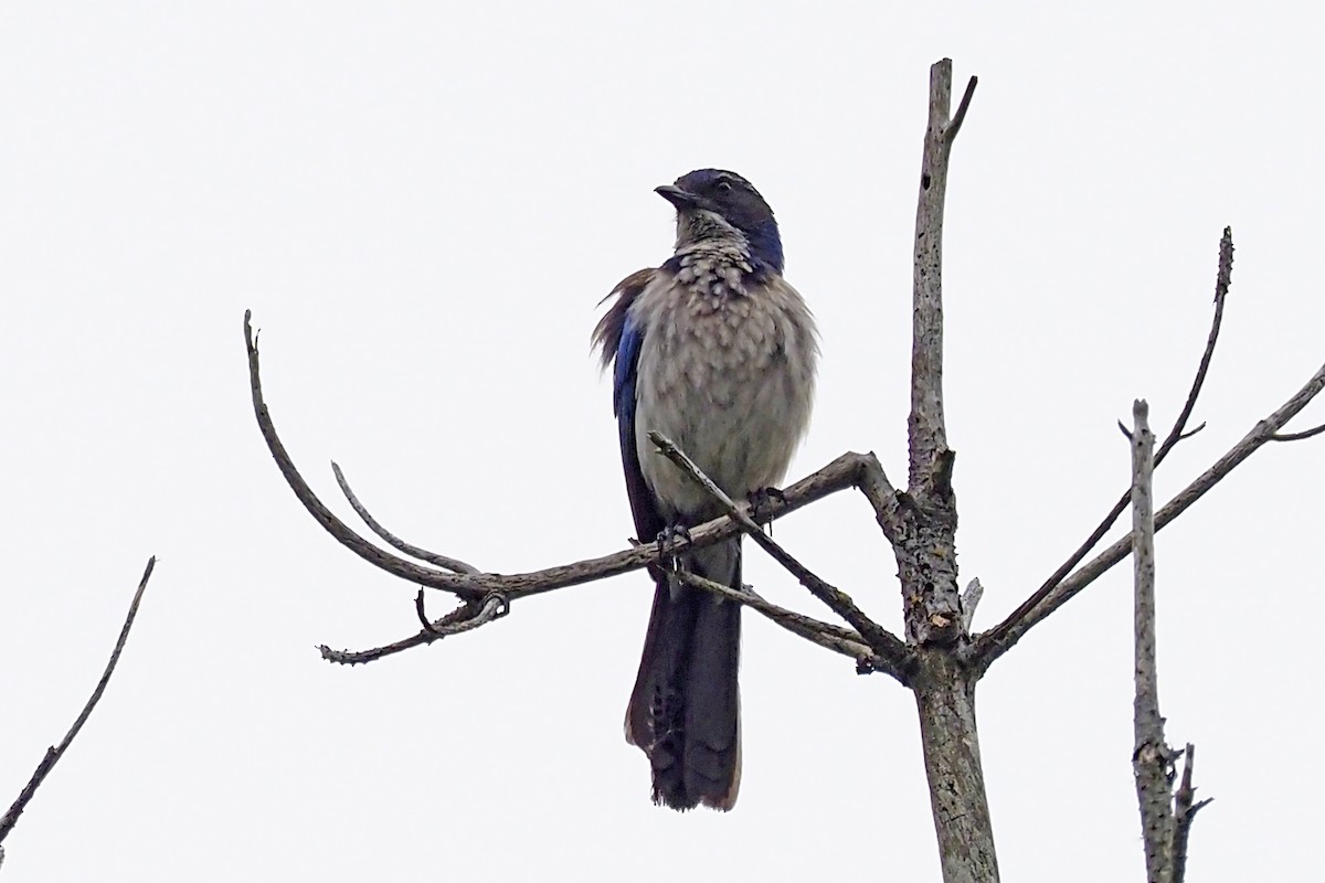 California Scrub-Jay - ML231038951