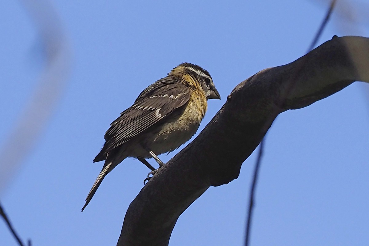 Black-headed Grosbeak - Donna Pomeroy