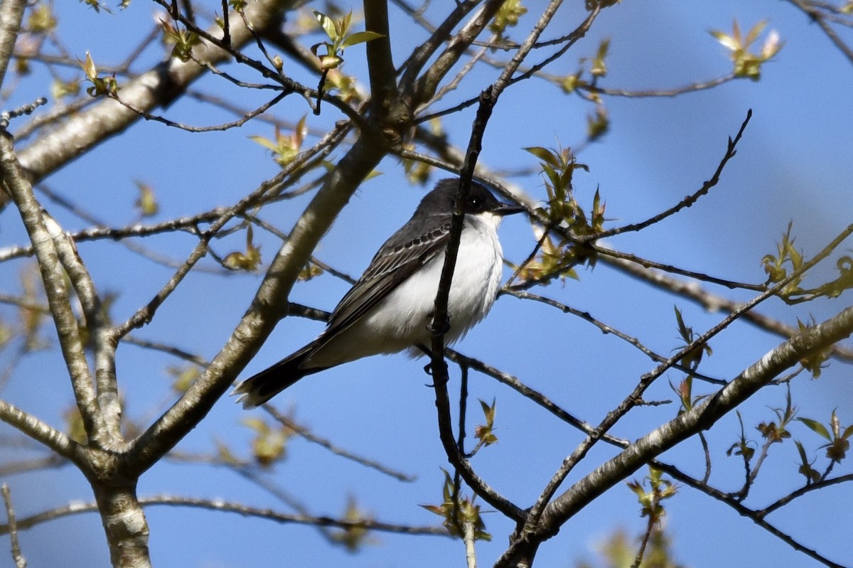 Schieferrücken-Königstyrann - ML231039631