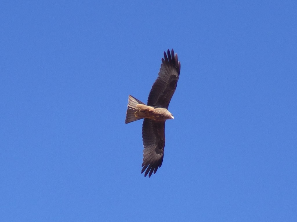 Black Kite (Yellow-billed) - ML231039751