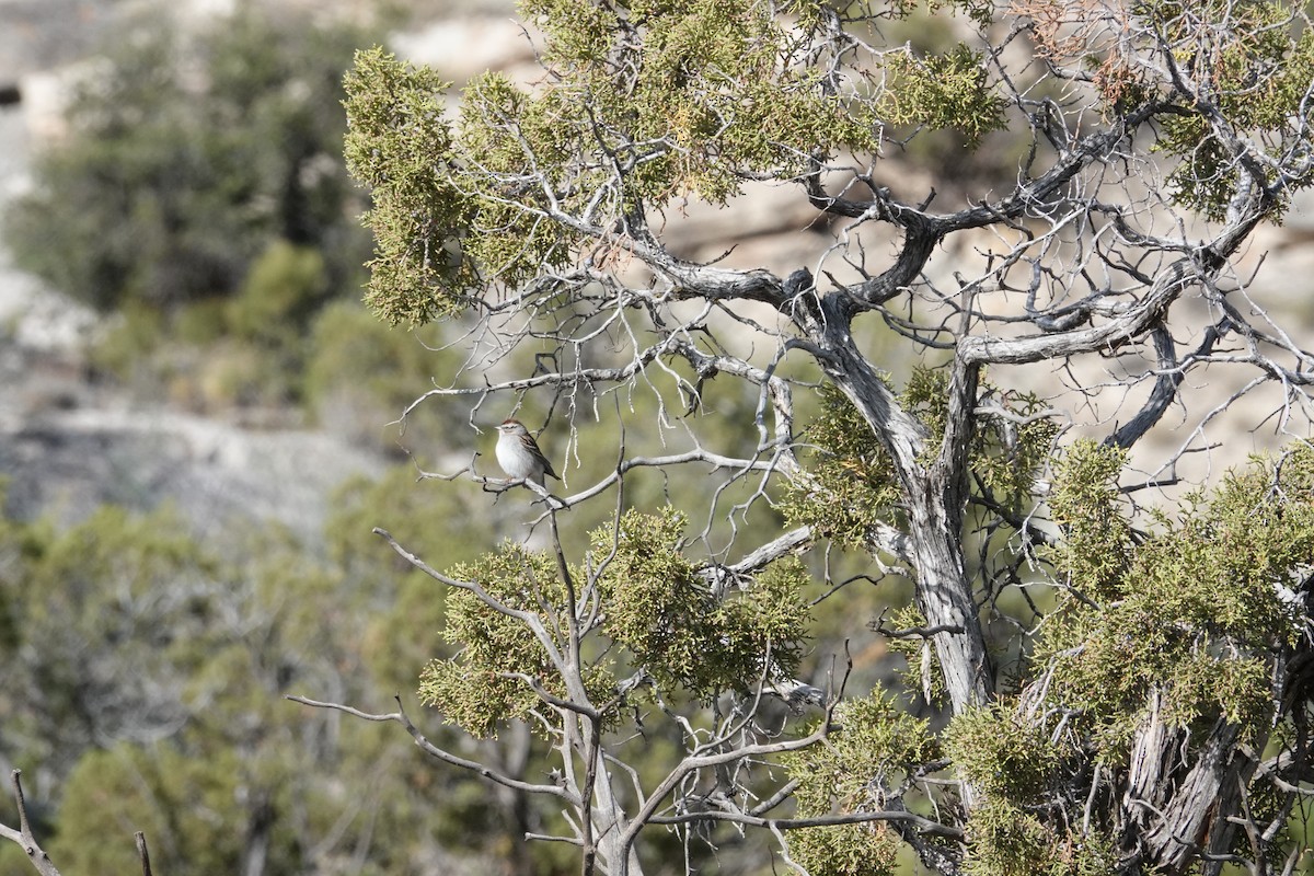 Chipping Sparrow - ML231040401