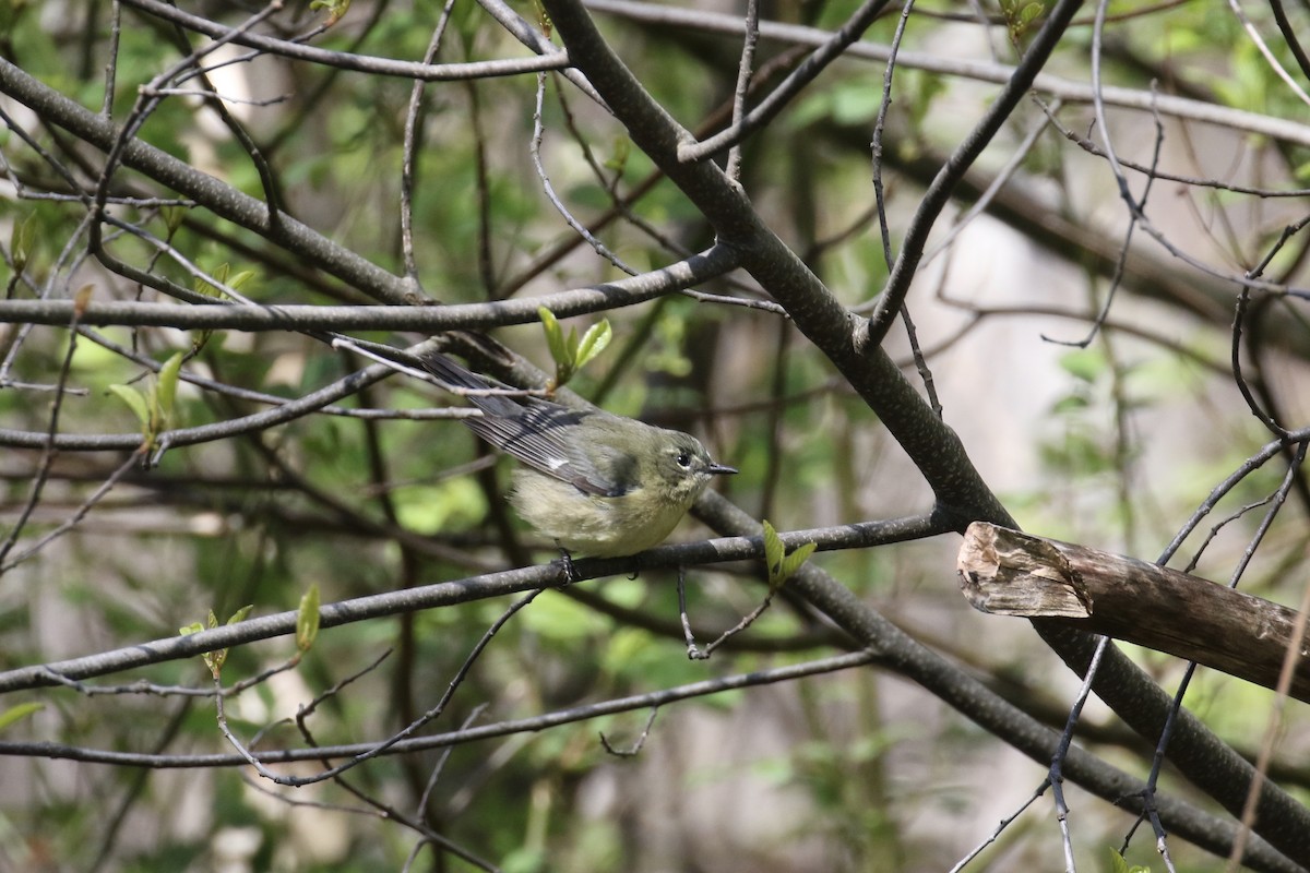 Black-throated Blue Warbler - ML231040901