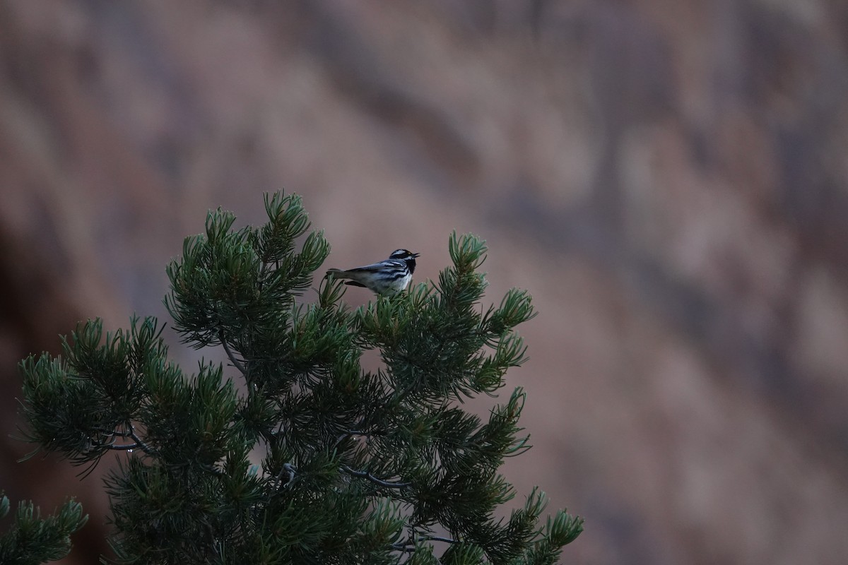 Black-throated Gray Warbler - ML231041701
