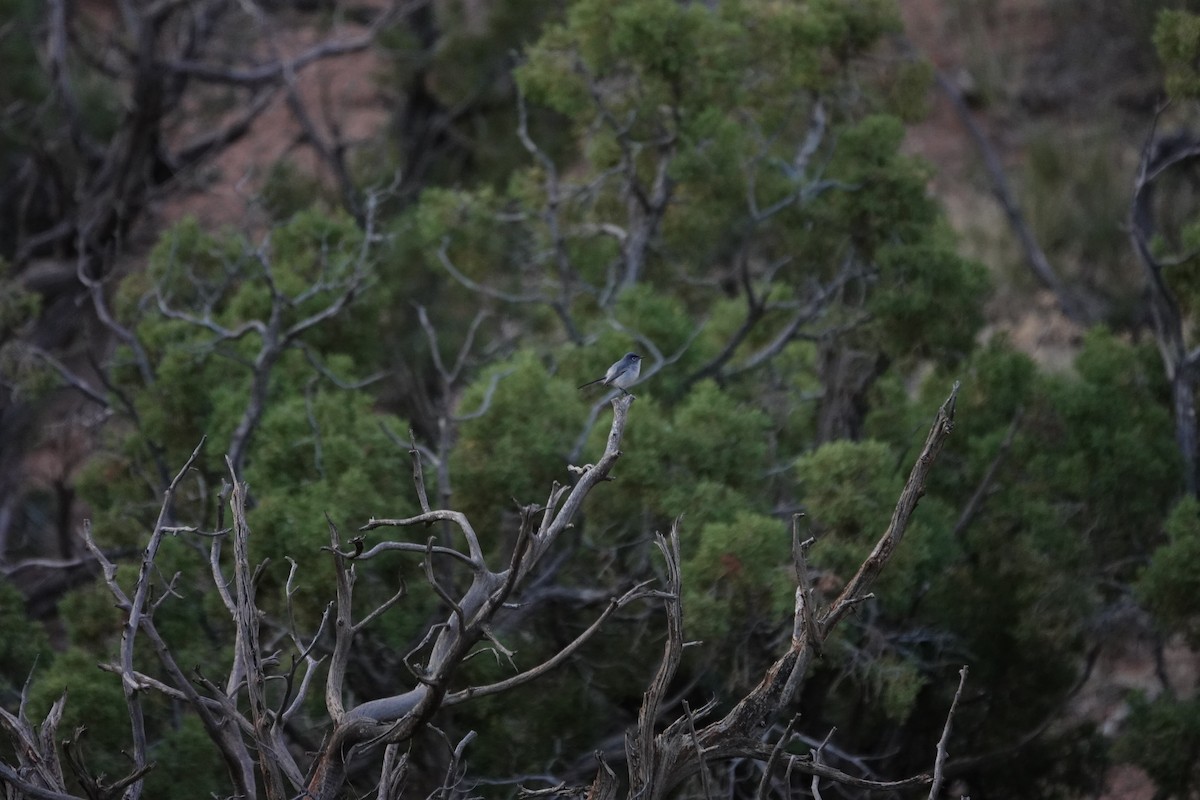 Blue-gray Gnatcatcher - ML231041851