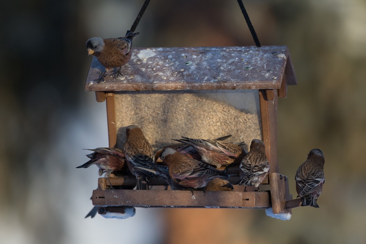 Gray-crowned Rosy-Finch (Hepburn's) - ML23104191