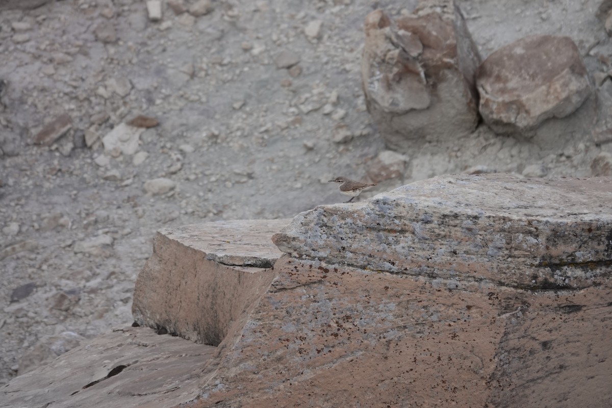 Rock Wren - ML231042361