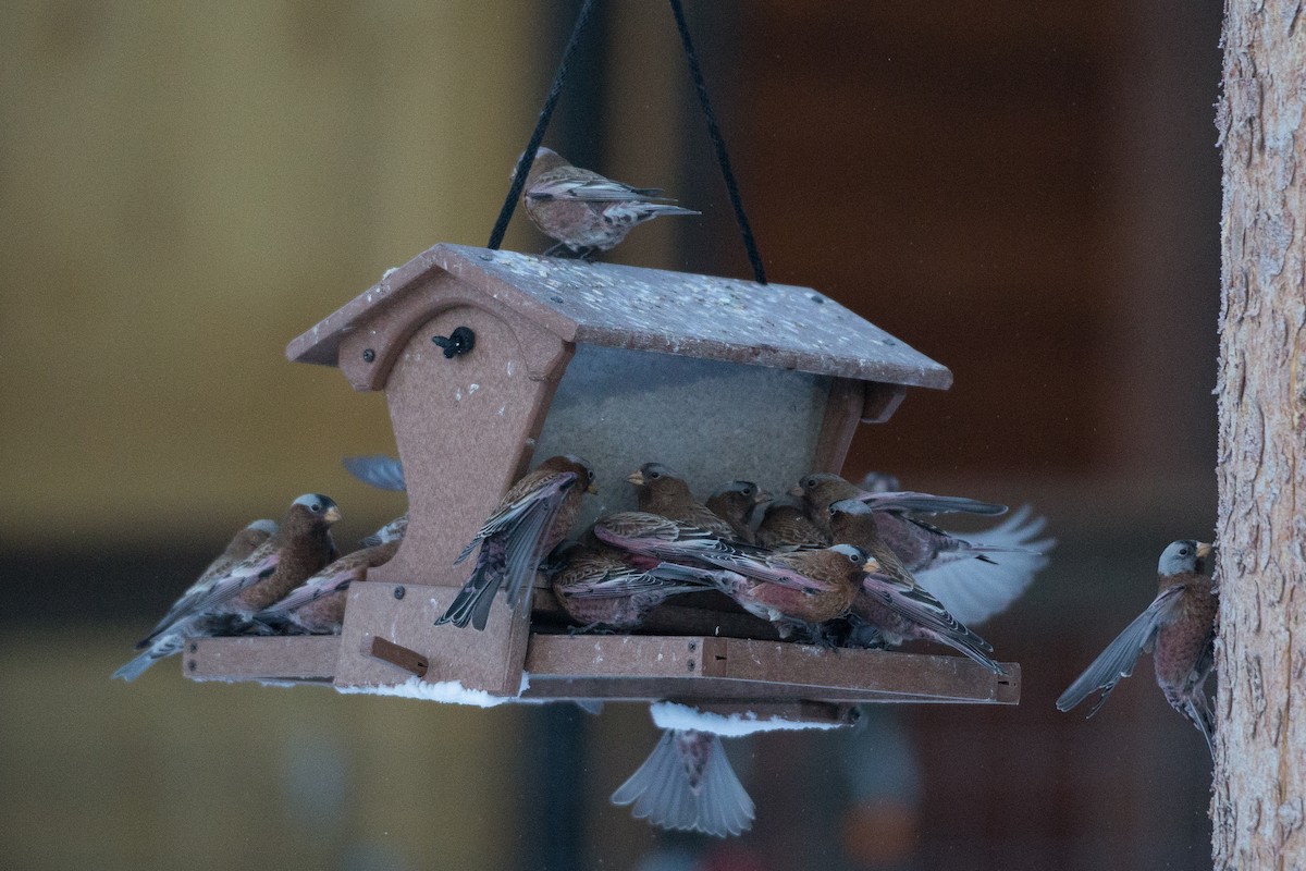 Gray-crowned Rosy-Finch (Gray-crowned) - ML23104271