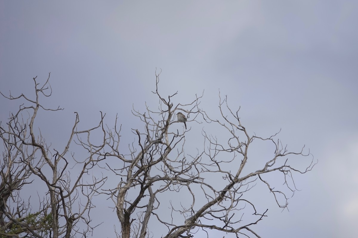 Bewick's Wren - ML231042771