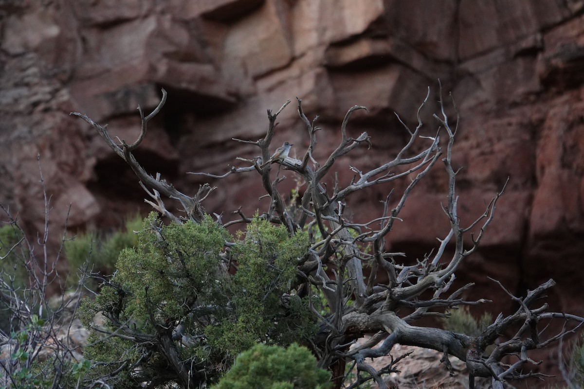 Ash-throated Flycatcher - ML231042921