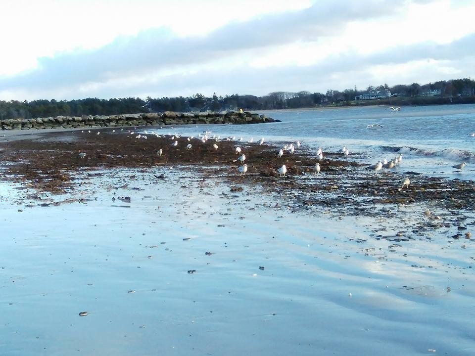 Great Black-backed Gull - ML23104341