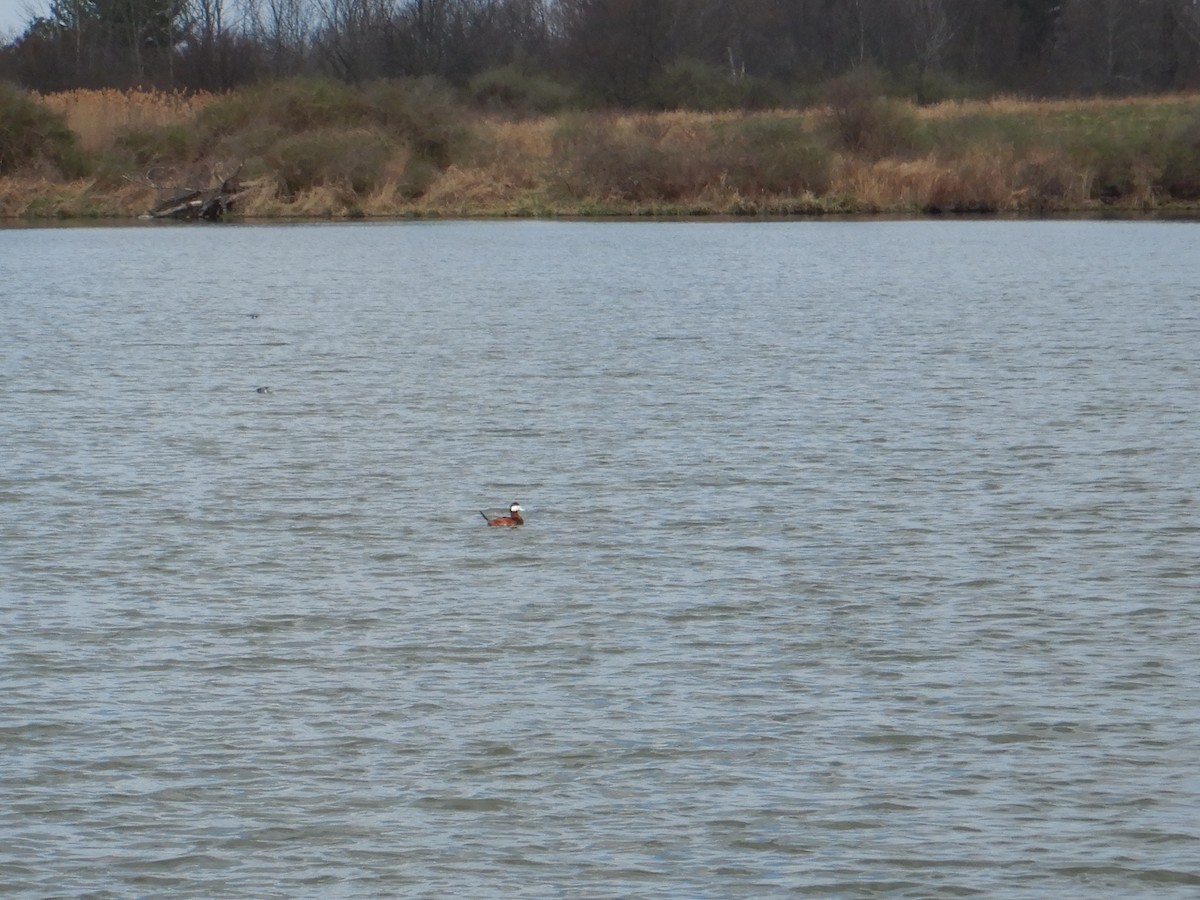 Ruddy Duck - ML231044591