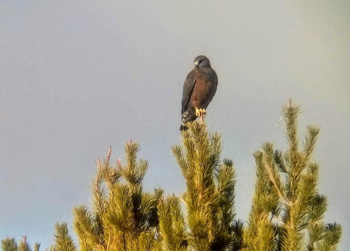 Variable Hawk - ML231047321