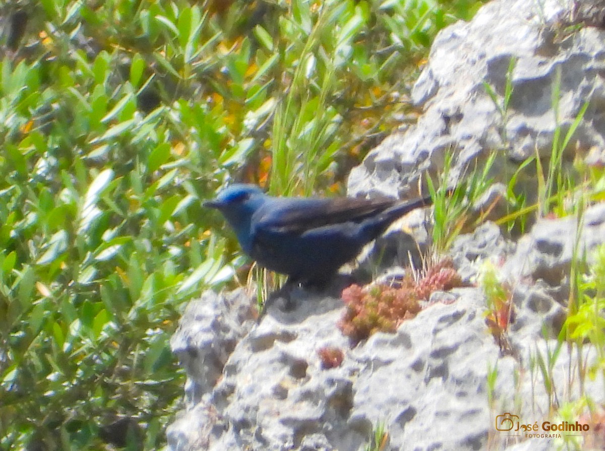 Blue Rock-Thrush - ML231047581