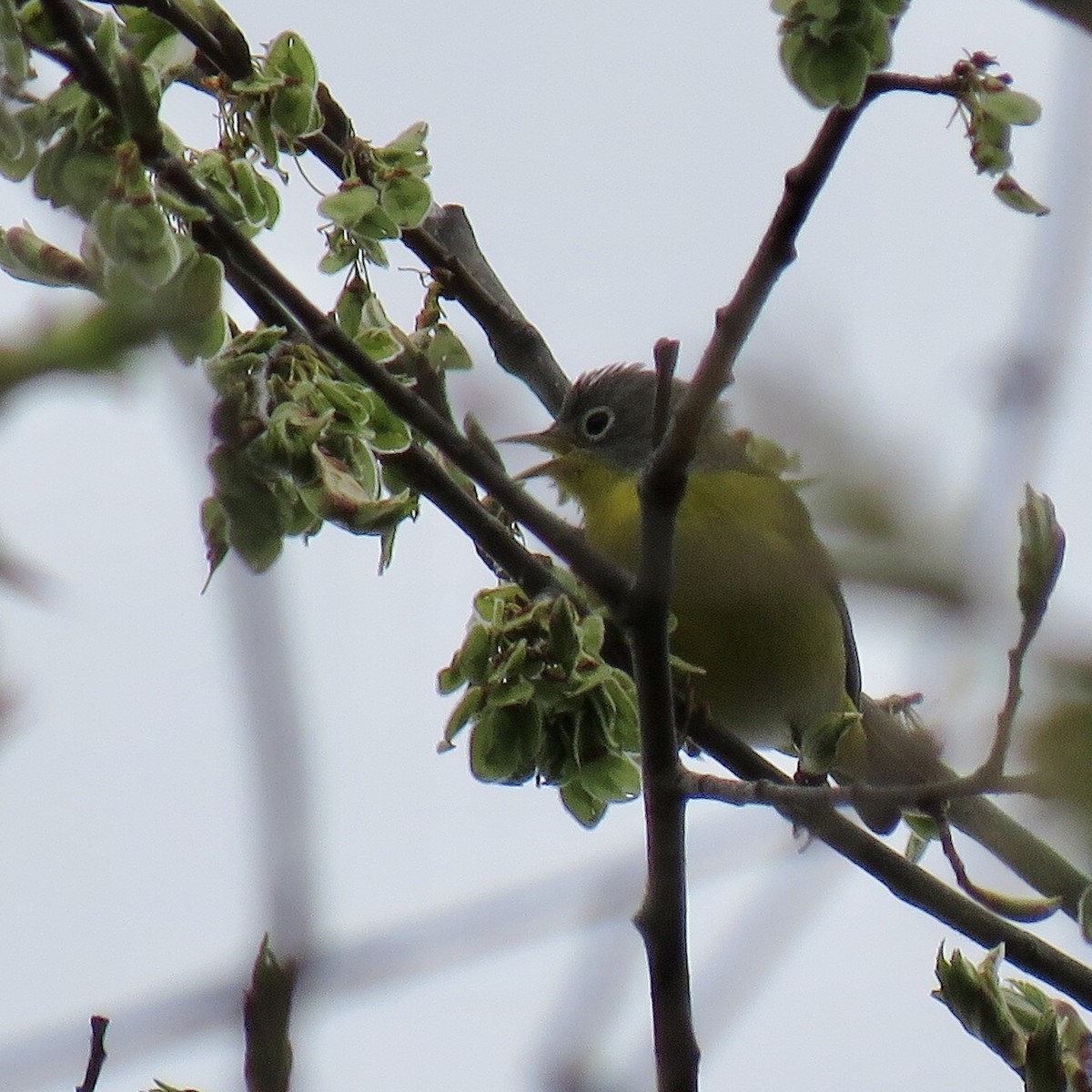 Nashville Warbler - ML231048001