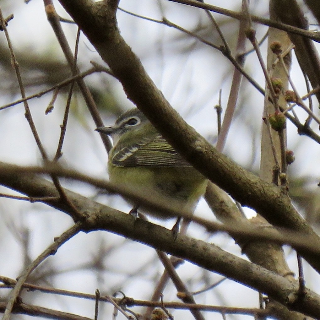 Blue-headed Vireo - ML231048101