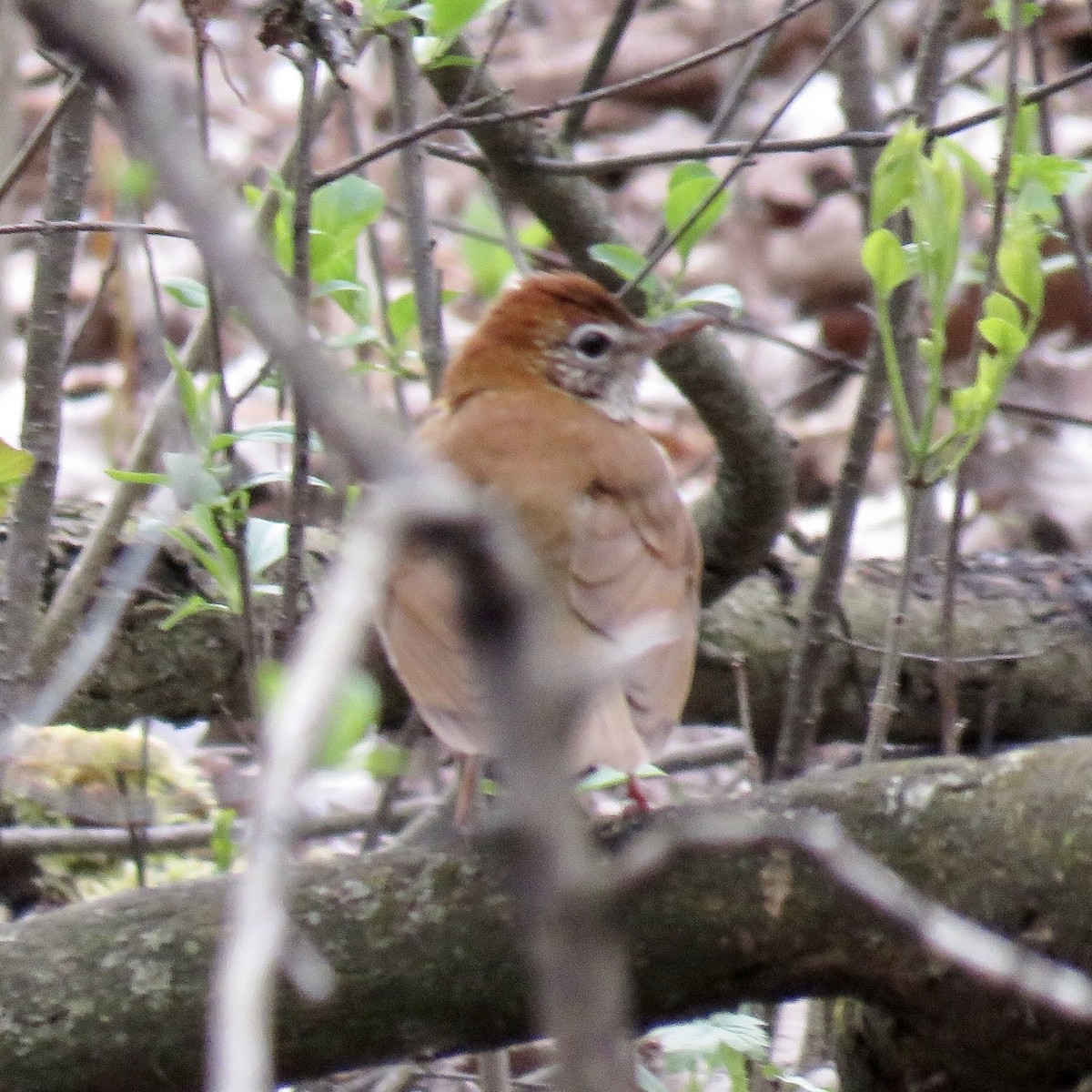 Wood Thrush - ML231048151